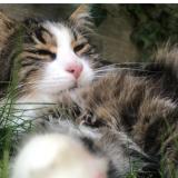 Picture of cat lost at Davayat