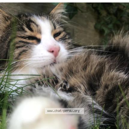 Photo 1/1 PAN Chat lost in Davayat