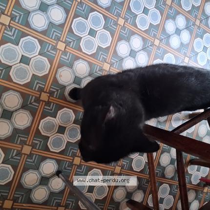 Photo 1/1 Found cat Found in Clermont ferrand