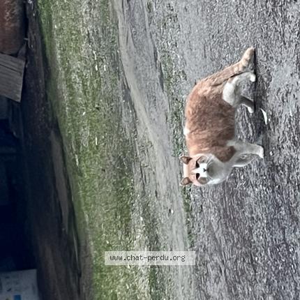 Photo 1/1 Found cat Found in Saint carne