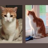 Picture of cat lost at St Jean De Monts