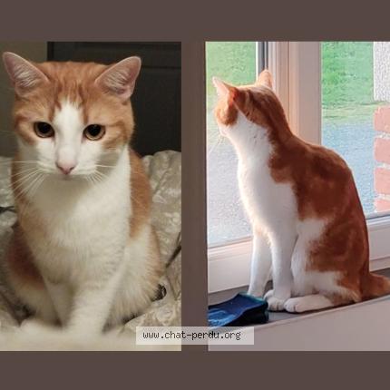 Photo 1/1 Diaval Chat lost in St jean de monts