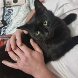 Picture of cat lost at Etrelle Sur Aube