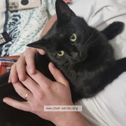 Photo 1/1 Ellesse Chat lost in Etrelle sur aube