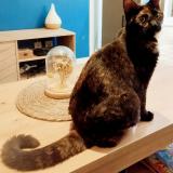 Picture of cat found at Malataverne