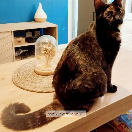 Photo 1/1 Found cat Found in Malataverne