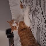 Picture of cat lost at Le Mans