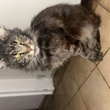 Picture of cat lost at Pouilly