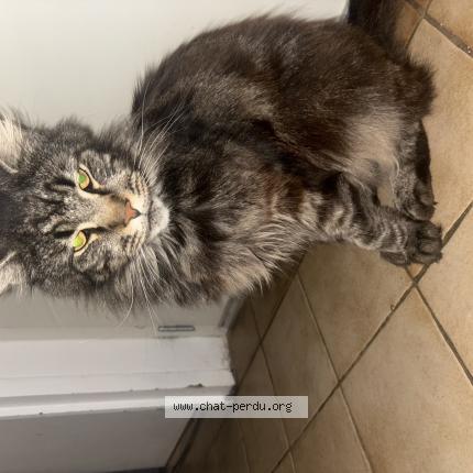 Photo 1/1 Ulysse Chat lost in Pouilly