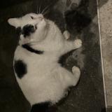 Picture of cat found at Sainte Genevieve Des Bois