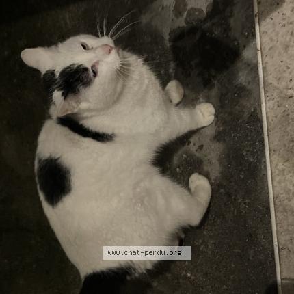 Photo 1/1 Found cat Found in Sainte genevieve des bois