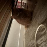 Picture of cat found at La Palme