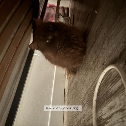 Photo 1/1 Found cat Found in La palme