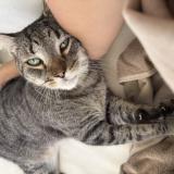 Picture of cat lost at Sainte Anne