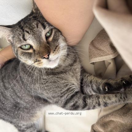 Photo 1/1 Tikiyou Chat lost in Sainte anne