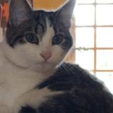 Picture of cat lost at Erdre En Anjou