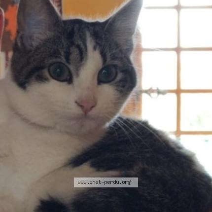 Photo 1/1 Moka Chat lost in Erdre en anjou