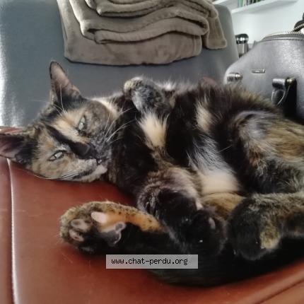 Photo 1/1 Psylow Chat lost in Draguignan