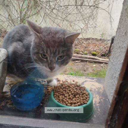 Photo 1/1 Found cat Found in Nouvron vingre