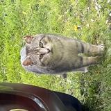 Picture of cat found at Philondenx