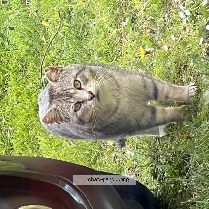 Photo 1/1 Found cat Found in Philondenx