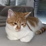 Picture of cat lost at Saint Chamond