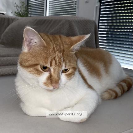 Photo 1/1 Findik Chat lost in Saint chamond