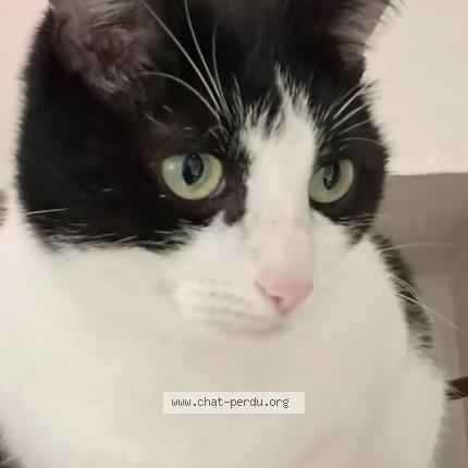 Photo 1/1 Misgiu Chat lost in Dijon