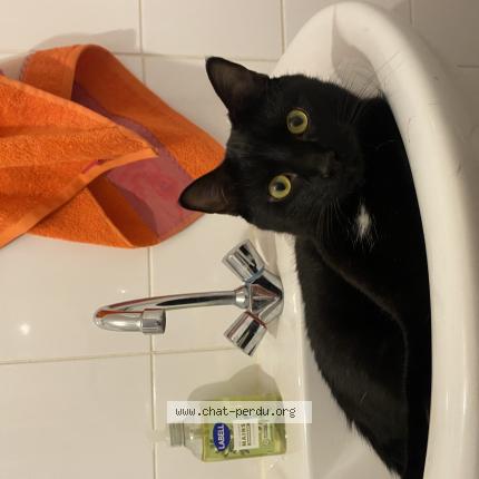 Photo 1/1 lilo Chat lost in Vannes