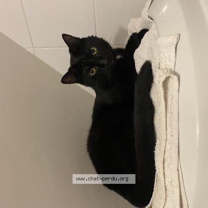 Photo 1/4 Lilo Chat lost in Vannes