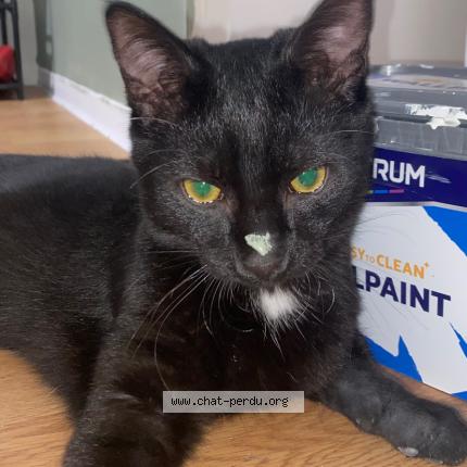 Photo 2/4 Lilo Chat lost in Vannes