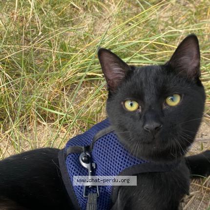 Photo 3/4 Lilo Chat lost in Vannes