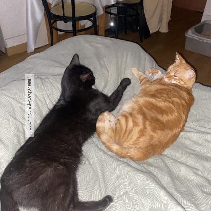 Photo 4/4 Lilo Chat lost in Vannes