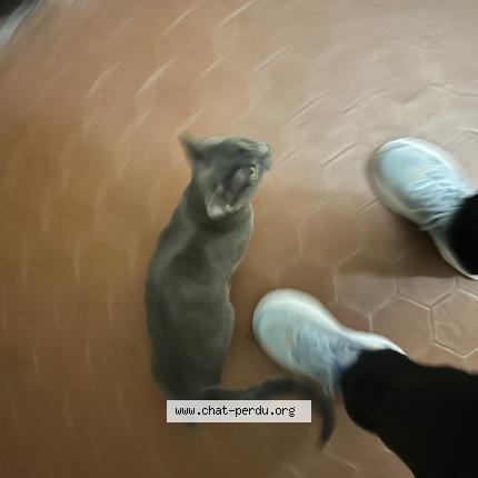 Photo 1/1 Sans nom Chat lost in Nice