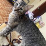 Picture of cat lost at Lima