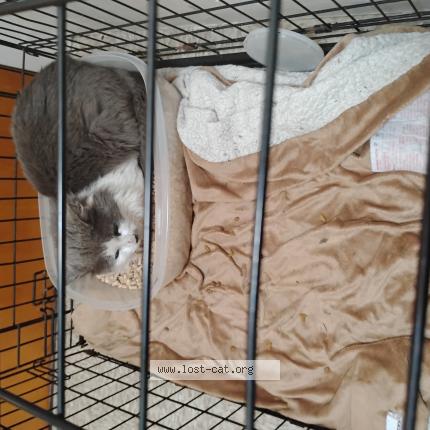 Photo 1/1 Found cat Found in Portland