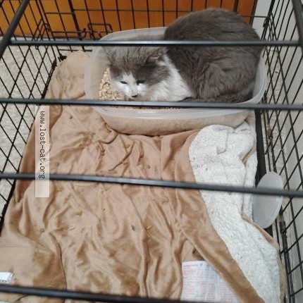 Photo 1/1 Found cat Found in Portland
