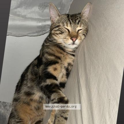 Photo 1/1 Jimmy Chat lost in Sevran