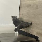 Picture of cat lost at Columbus