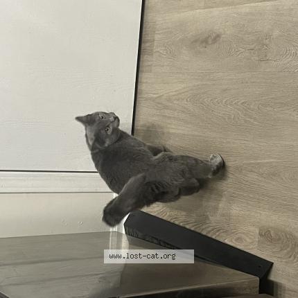 Photo 1/1 Chernobyl Chat lost in Columbus