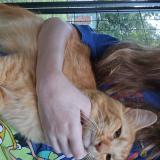 Picture of cat lost at Lafayette