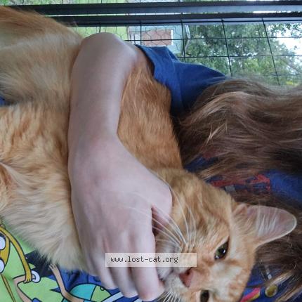 Photo 1/1 Gourd Chat lost in Lafayette