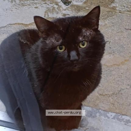 Photo 1/1 Found cat Found in Ganshoren