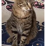 Picture of cat lost at Les Essarts Le Roi