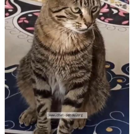 Photo 1/3 Tigrou Chat lost in Les essarts le roi