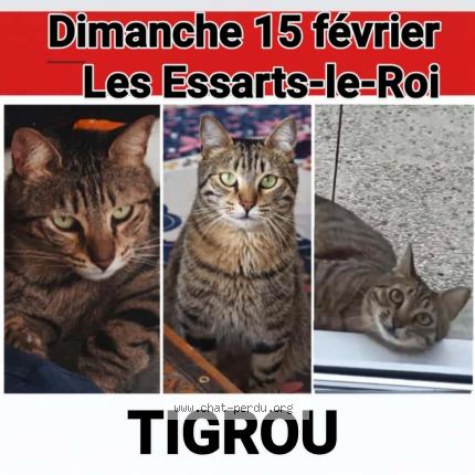 Photo 2/3 Tigrou Chat lost in Les essarts le roi