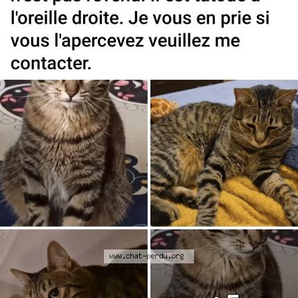Photo 3/3 Tigrou Chat lost in Les essarts le roi