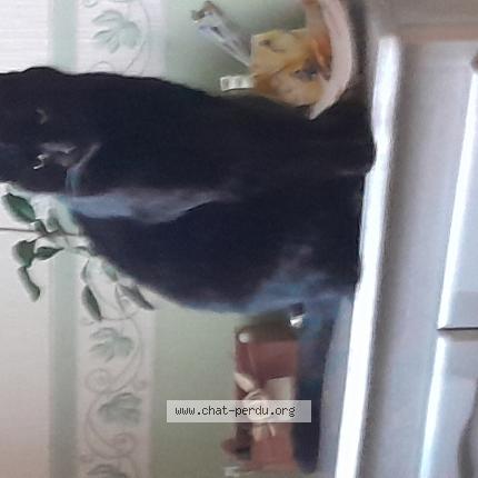 Photo 1/1 Found cat Found in Beaumont en beine