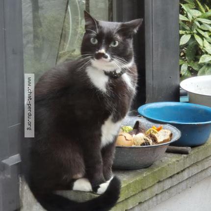 Foto 1/1 Kat teruggevonden Gevonden in Ixelles
