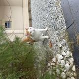 Picture of cat lost at Fontoy